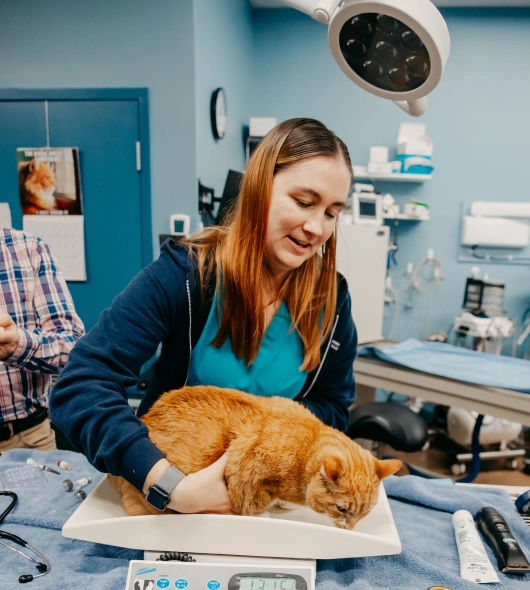 Nutrition and Healthy Weight Management in Baltimore, MD