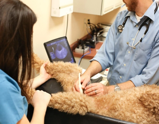 Ultrasound for pets in Baltimore,MD