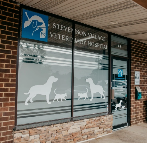dog veterinary clinic Baltimore- Stevenson Village Veterinary Hospital