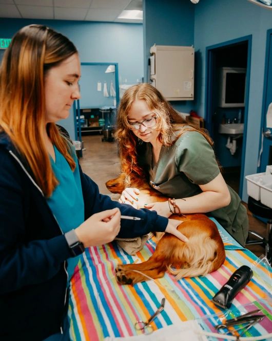 Pet Pain Management in Baltimore, MD