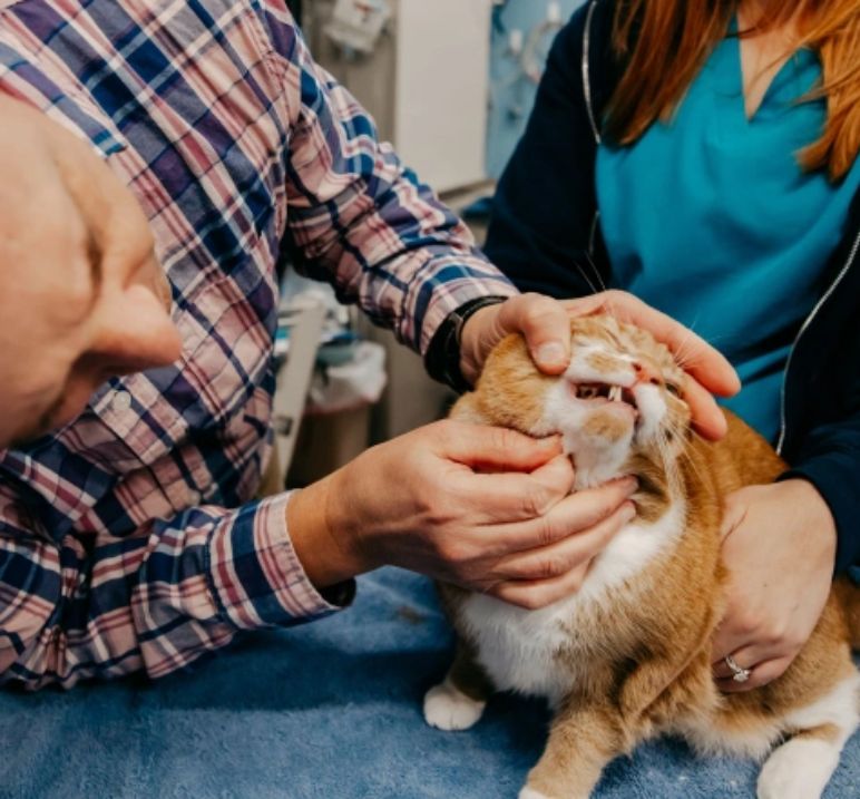 pet dentistry in baltimore- Stevenson Village Veterinary Hospital