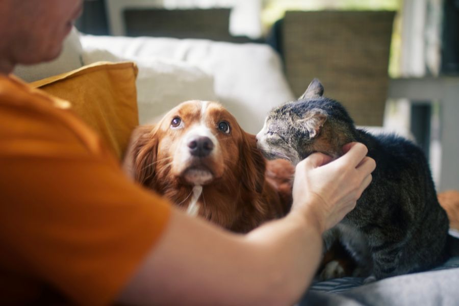 Mindful Pet Ownership: Living in the Moment with Your Furry Friend