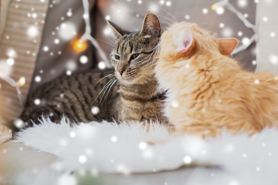 Winter Skin & Coat Care for Pets