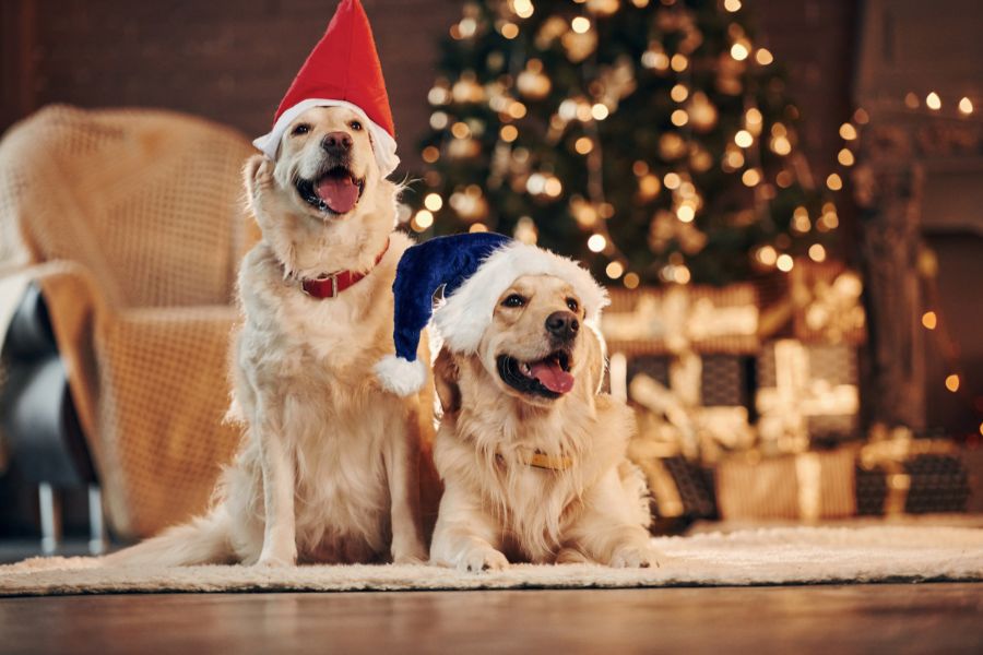 Christmas Tree Safety Tips for Pets at Home