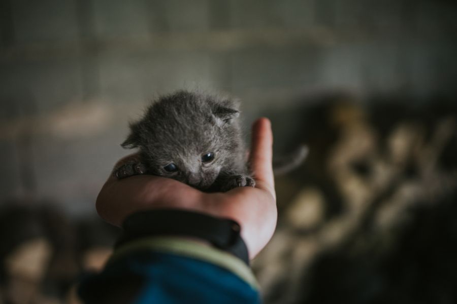 Understanding Feline Development: Key Stages of Cat Growth