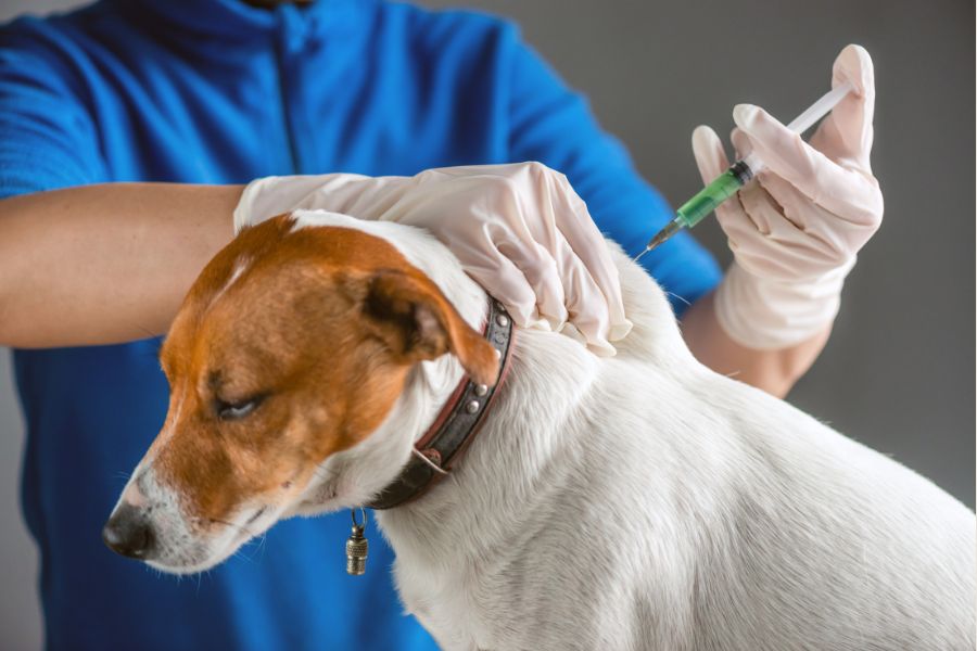 Core Vaccines for Dogs