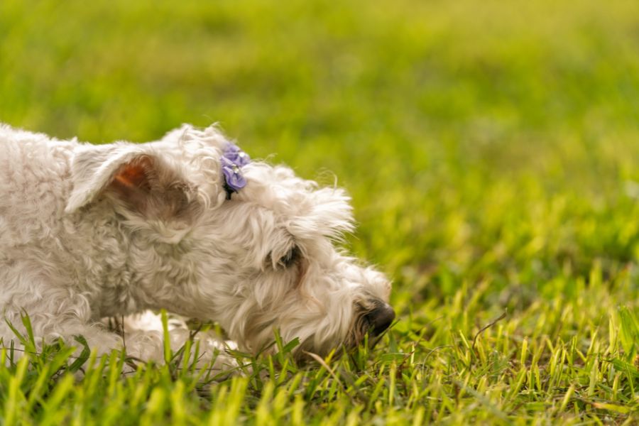 Warning Signs Your Pet May Be Sick