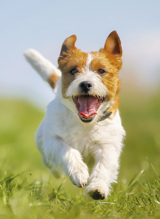 Flexible Payment Options Available with Snout Wellness Plans