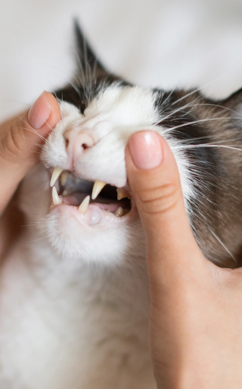 Cat Dental Services