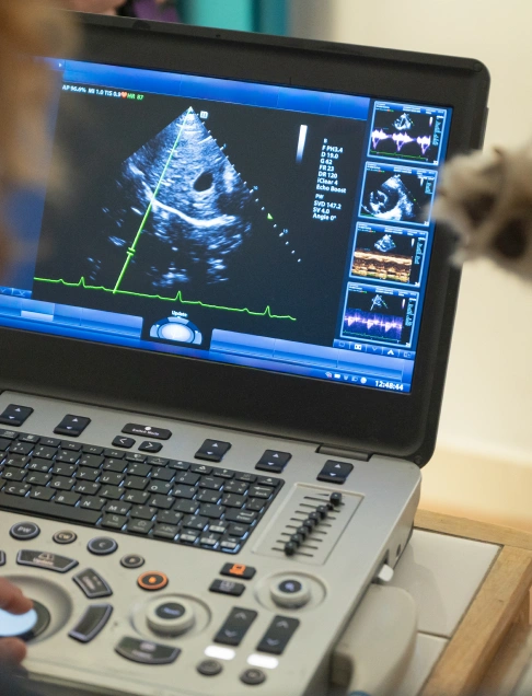 Cat Diagnostic Care