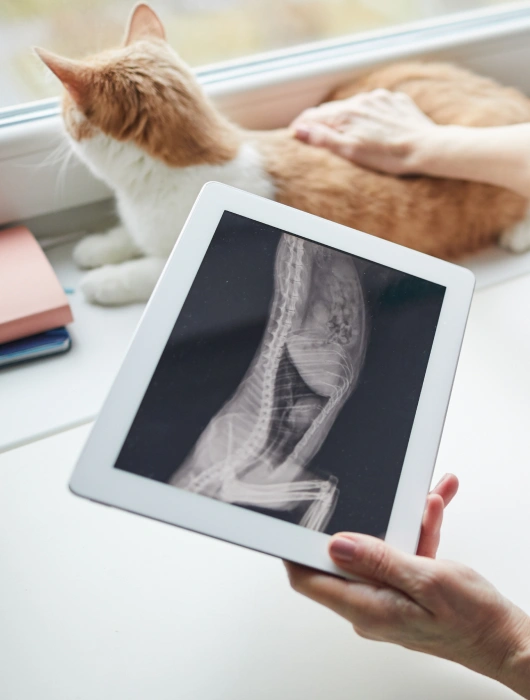 Personalized Diagnostic Care for Every Health Concern