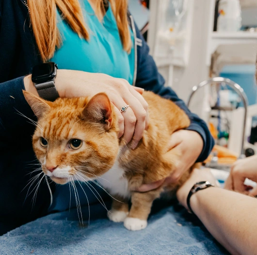 Essential Health Control With Spaying & Neutering
