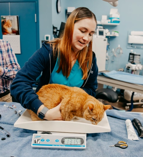 Cat Preventative Care
