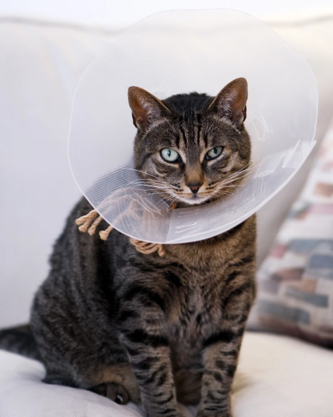 Cat Surgery