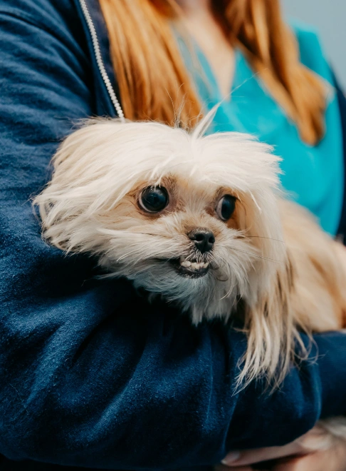 Dog Dental Services
