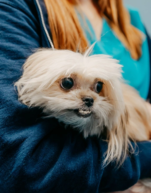 Dog Preventative Care
