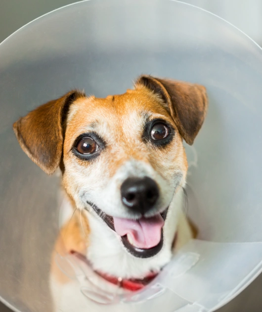 Essential Health Control With Spaying & Neutering