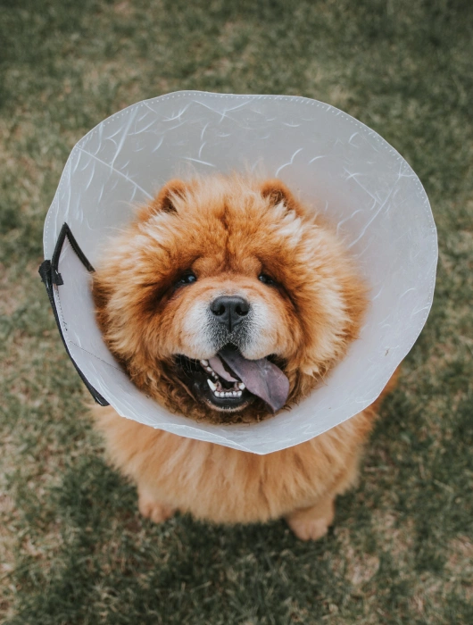 Pre-Surgery Evaluation and Post-Surgery Care