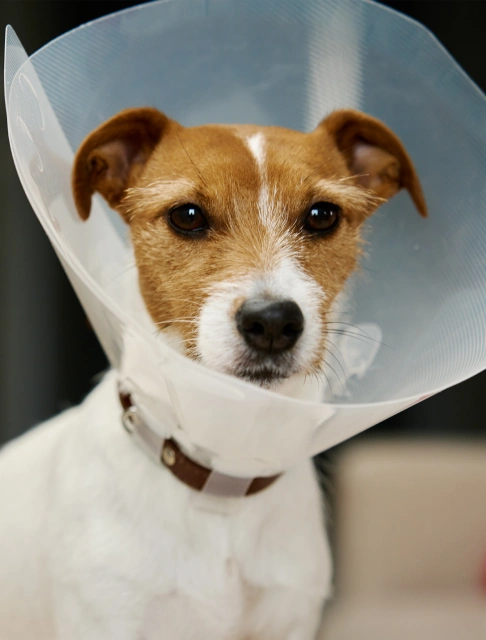 Dog Surgery