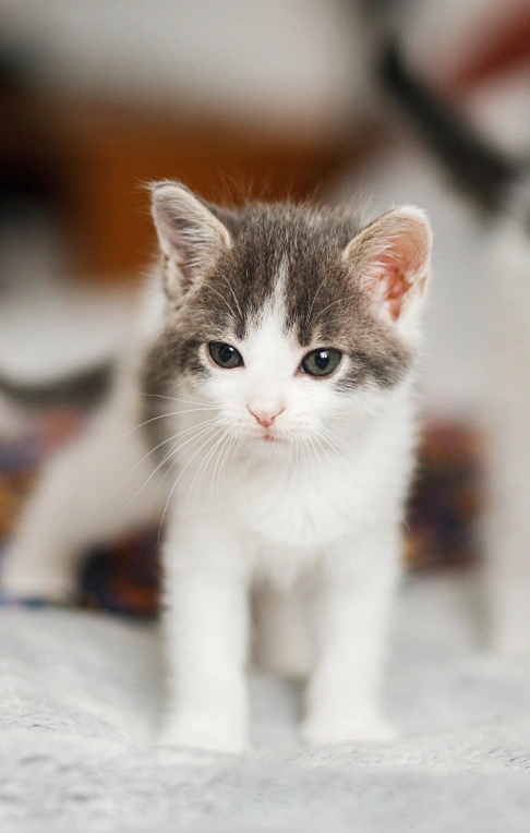 Kitten Care
