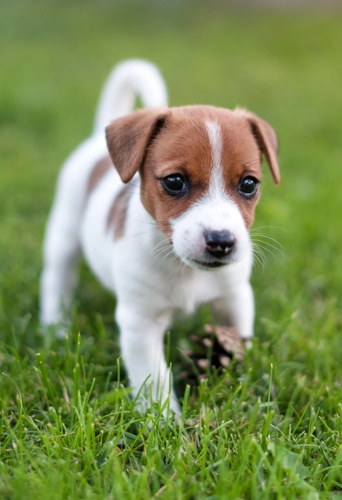 Puppy Care