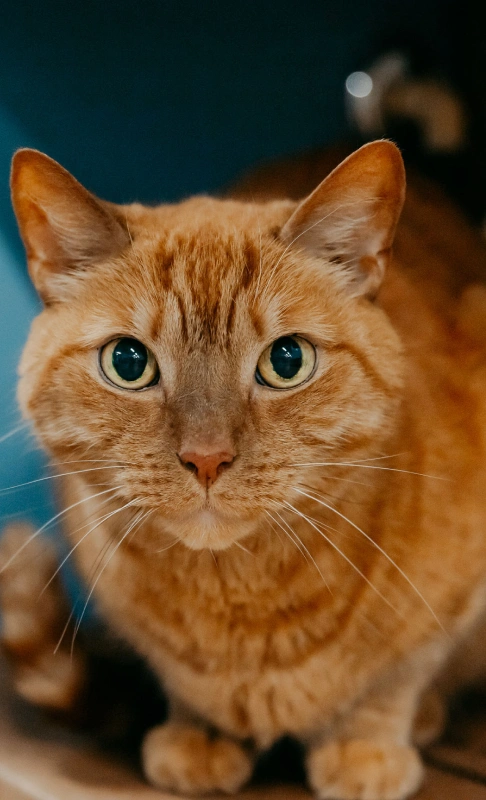 Senior Cat Care