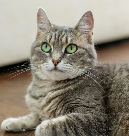 What Does a Healthy Senior Cat Look Like?