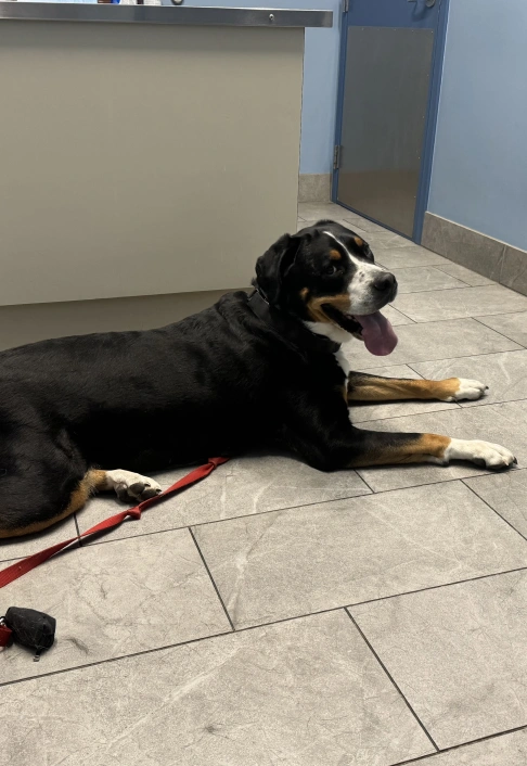 Senior Dog Care