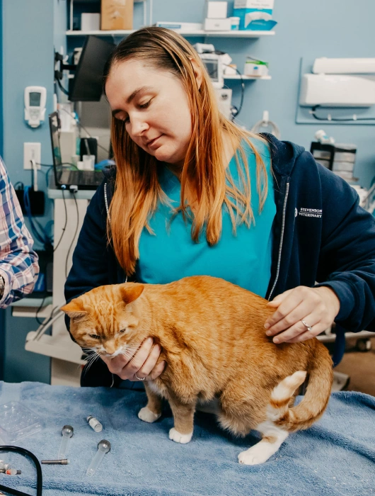 Cat Surgery