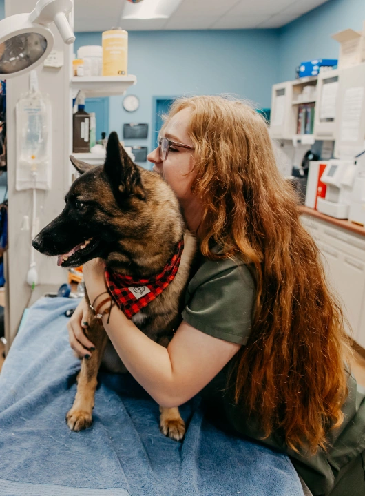 Veterinary staff member affectionately hugging a German Shepherd wearing a plaid bandana on an exam table