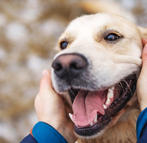 smiling dog is getting pet