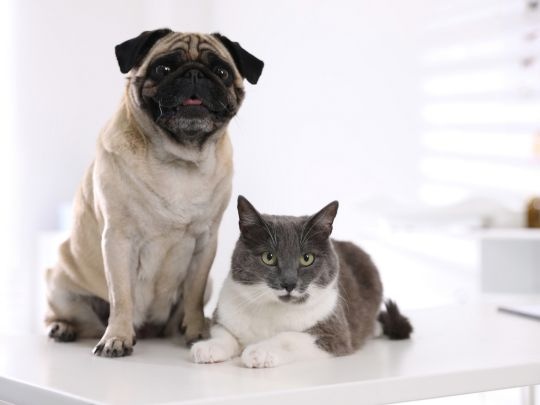 Why Baltimore Pets Need 4Dx Tests