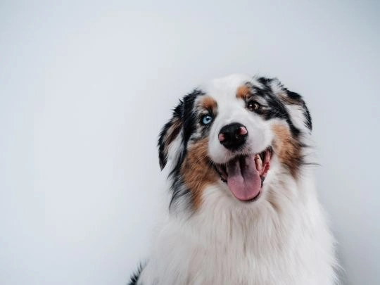 How Weight Control Can Improve Your Senior Dog’s Health