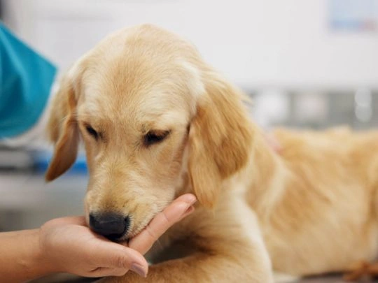 Pet Injury at Home: First Aid vs. Urgent Vet Care Guide